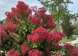 4161_heptacodium_mic._temple_of_bloom_smnhmrf_18_proven_winners_ — kopiya